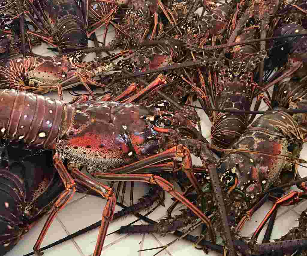 Langoustes au marché de Marigot